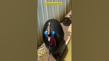 Thumbnail of southern cassowary (Casuariu #shorts #viral