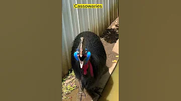 southern cassowary (Casuariu #shorts #viral