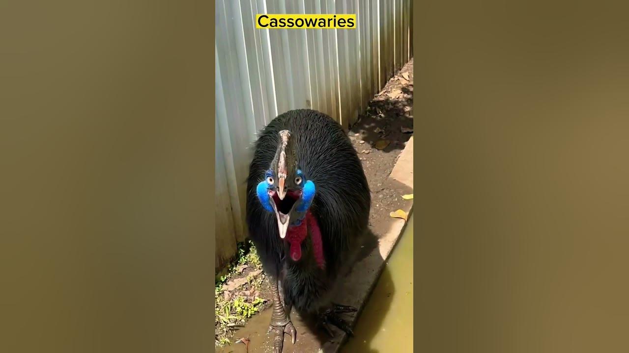 southern cassowary (Casuariu #shorts #viral