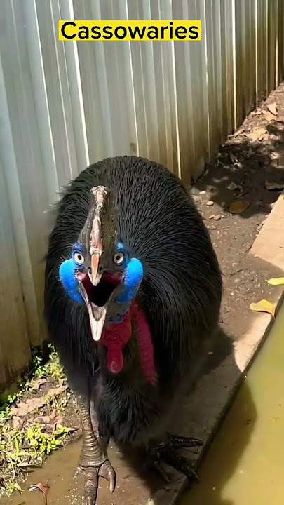 southern cassowary (Casuariu #shorts #viral