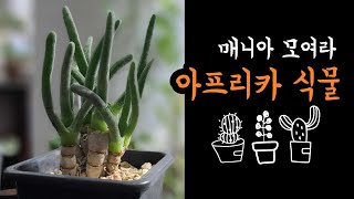 매니아 모여라~ 아프리카식물, 매니아식물, 플랜테리어 최고의 식물, 모닐리포메, 반데리에티에, 특이식물, 알로에, 선인장