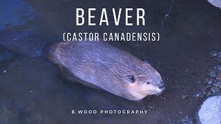 North American Beaver (Castor canadensis) - Awesome Animals of Yellowstone National Park  😍 Wealth