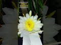 Dragonfruit flower hand Pollination Techniques #satisfying #garden