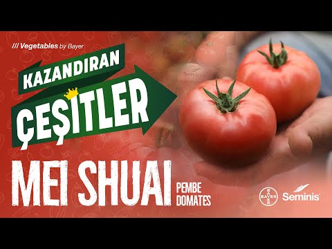 Kazandıran Çeşitler: Mei Shuai Pembe Domates