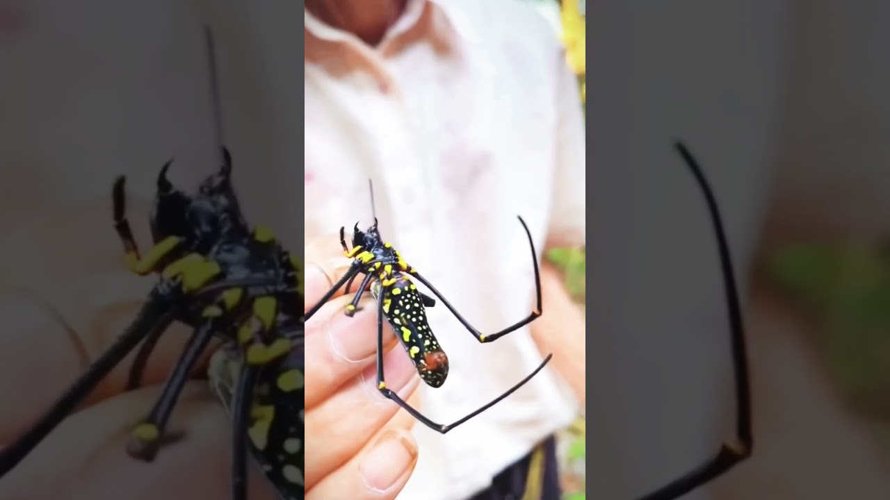 Tiger Spider (Trichonephila plumipes)