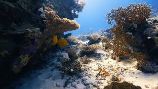 Download Lagu Sony A1 Underwater in Egypt. MP3