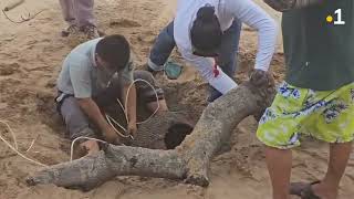 Une urne funéraire découverte sur la plage d’Awala-Yalimapo.