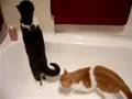 Murph & Billy Hunting: Scottish Shorthair cat