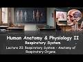 20) Respiratory System - Anatomy of Respiratory Organs