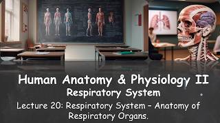 20) Respiratory System - Anatomy of Respiratory Organs