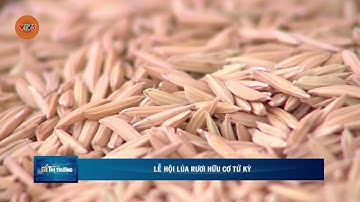 LỄ HỘI LÚA RƯƠI HỮU CƠ TỨ KỲ | VTV5