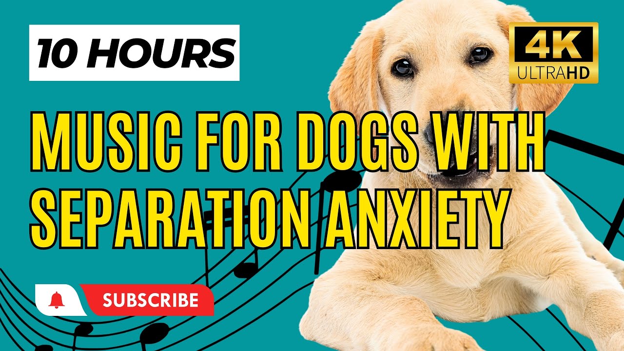 Calming Music for Dogs with Separation Anxiety 10 Hours 🐾 YouTube