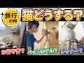 【これで安心！】旅行中の「猫どうする問題」を徹底解説します！港区の猫専門ホテル＆トリミングサロンに取材させてもらいました！