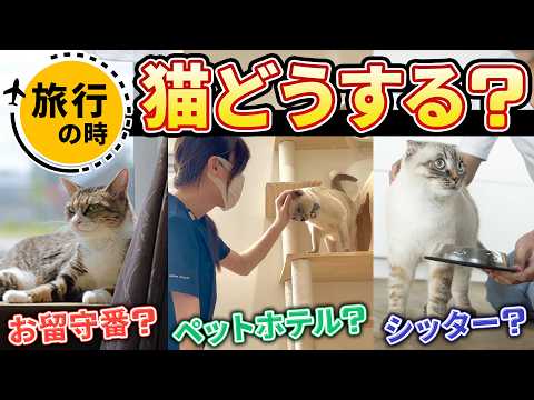 【これで安心！】旅行中の「猫どうする問題」を徹底解説します！港区の猫専門ホテル＆トリミングサロンに取材させてもらいました！