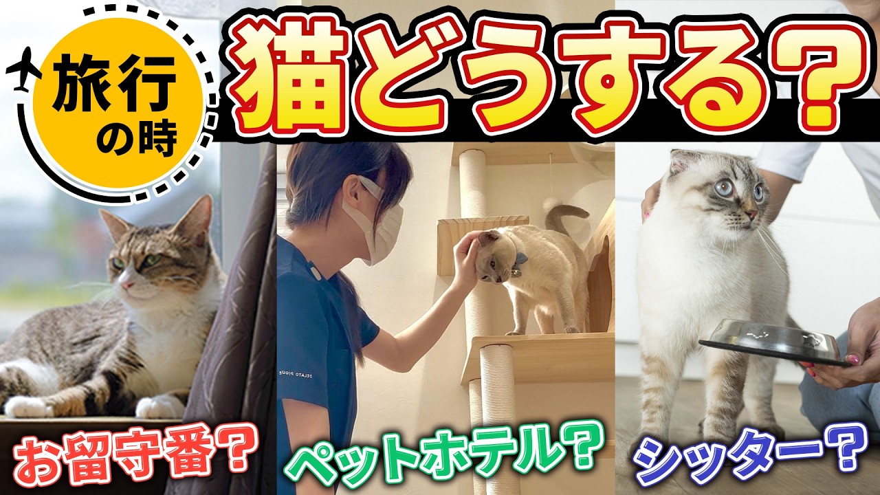 【これで安心！】旅行中の「猫どうする問題」を徹底解説します！港区の猫専門ホテル＆トリミングサロンに取材させてもらいました！
