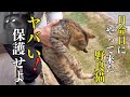 亡くなった愛猫そっくりのキジトラ野良猫#3 この子を守る緊急保護！