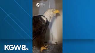 Injured bald eagle Jackie recovers as her Big Bear home is saved for good