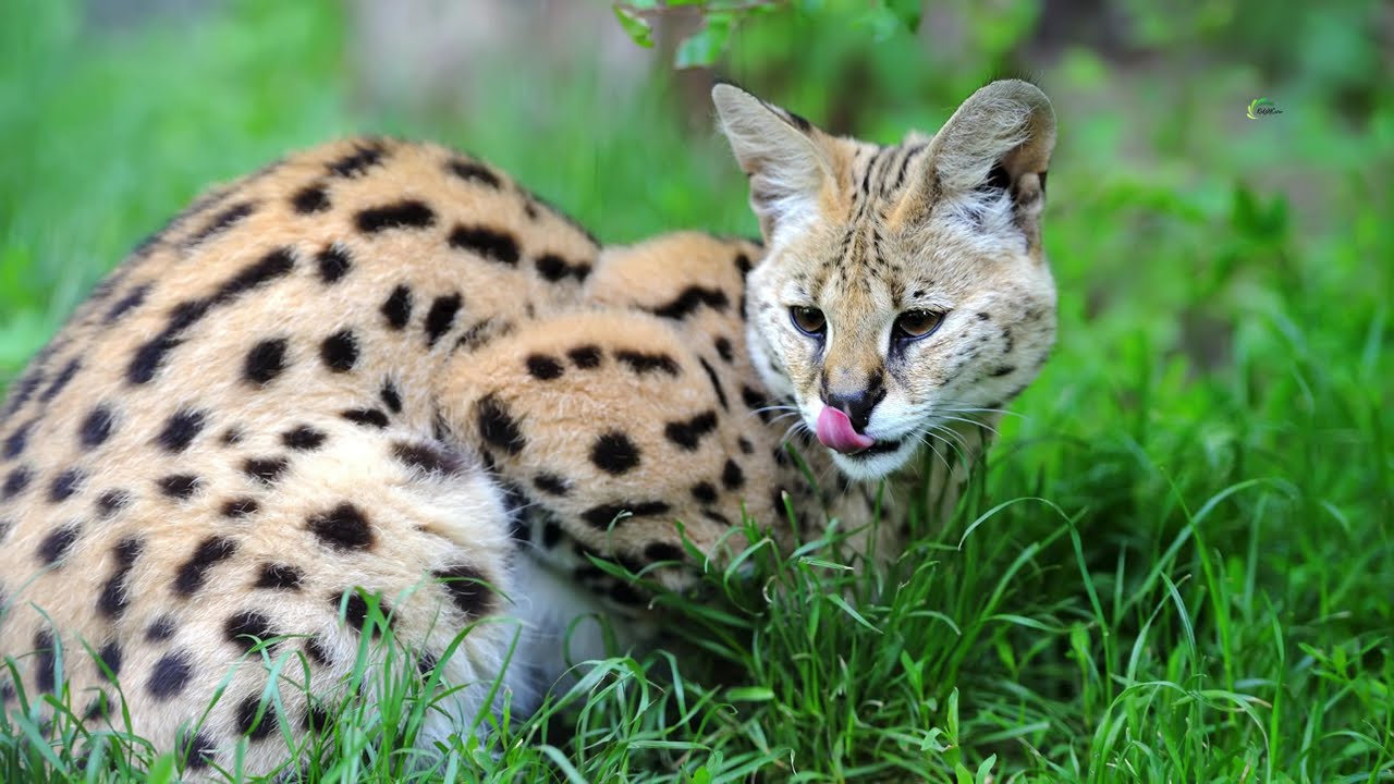 🐱 Виды кошек со всего мира | Забавное и познавательное видео для детей 🧠🌍