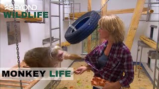 S5E08 | Alison Rescues Monkeys From A Lab In Scotland | Monkey Life | Beyond Wildlife
