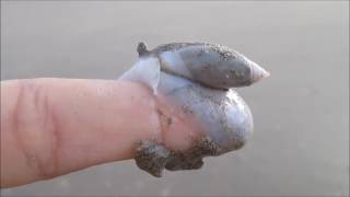 Carnivorous Sea Snail Tries To Eat Human Finger
