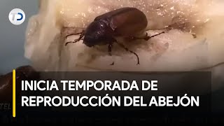Abejones salen para reproducir su especie