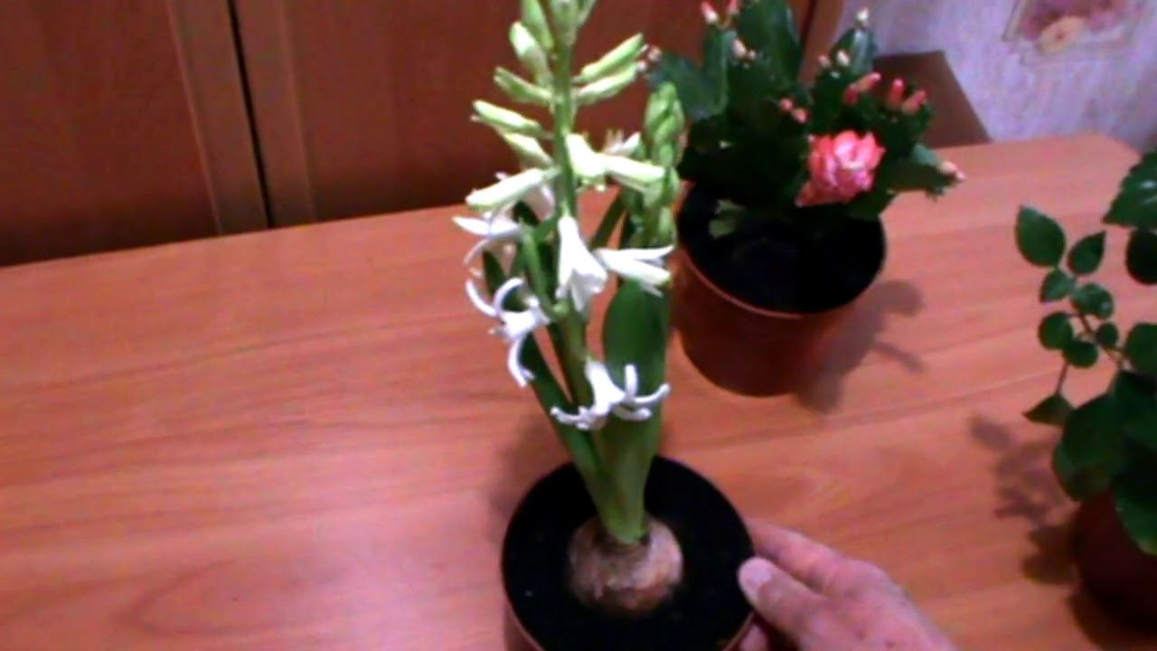 ГИАЦИНТ : ВЫРАЩИВАНИЕ И УХОД В ГОРШКЕ И В САДУ !!!