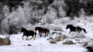 Superduper Hester En Kald Vinterdag