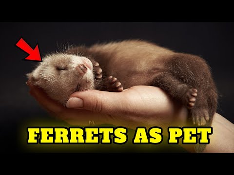 Video: Postoje Li Različite Vrste Ferret?