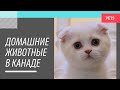 Домашние животные в Канаде. Дежурные по Канаде