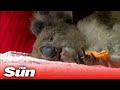 Vets work to save burnt koalas as 30,000 estimated to have died on Kangaroo Island in bushfires