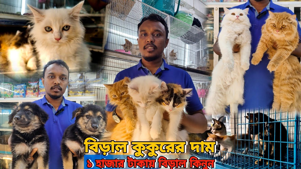 Cat Price in Bangladesh_Katabon Animal Market_Dog Price in BD_Mixed Cat