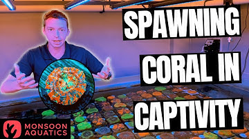 The Coral Spawning Program at Monsoon Aquatics