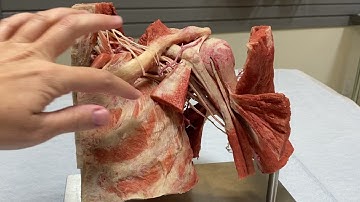 Brachial Plexus Introduction