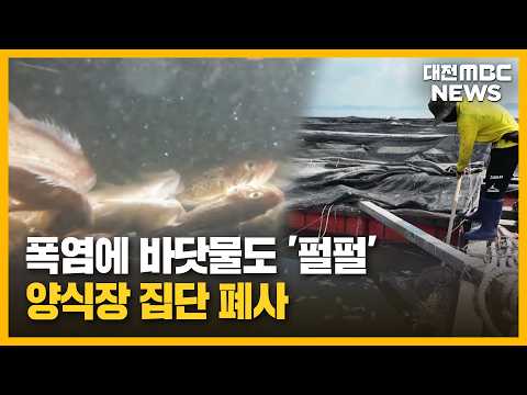 하루 <strong>수만</strong> 마리씩 폐사"/대전MBC