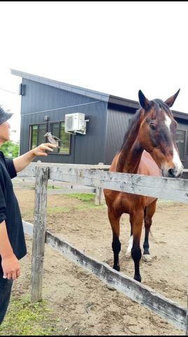 その子は、パパのお友達?🐧 #さっちゃん #horse #bird