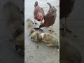 Follow karo🐶#dog #dogvideos #dogshorts #doglife #shorts #viral #trending #petvideos #funny
