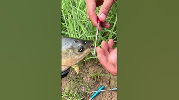 Tại Sao Cây Gỡ Lưỡi Câu Cá Nhanh Là Lựa Chọn TỐT NHẤT Năm 2025 #fishing #shorts