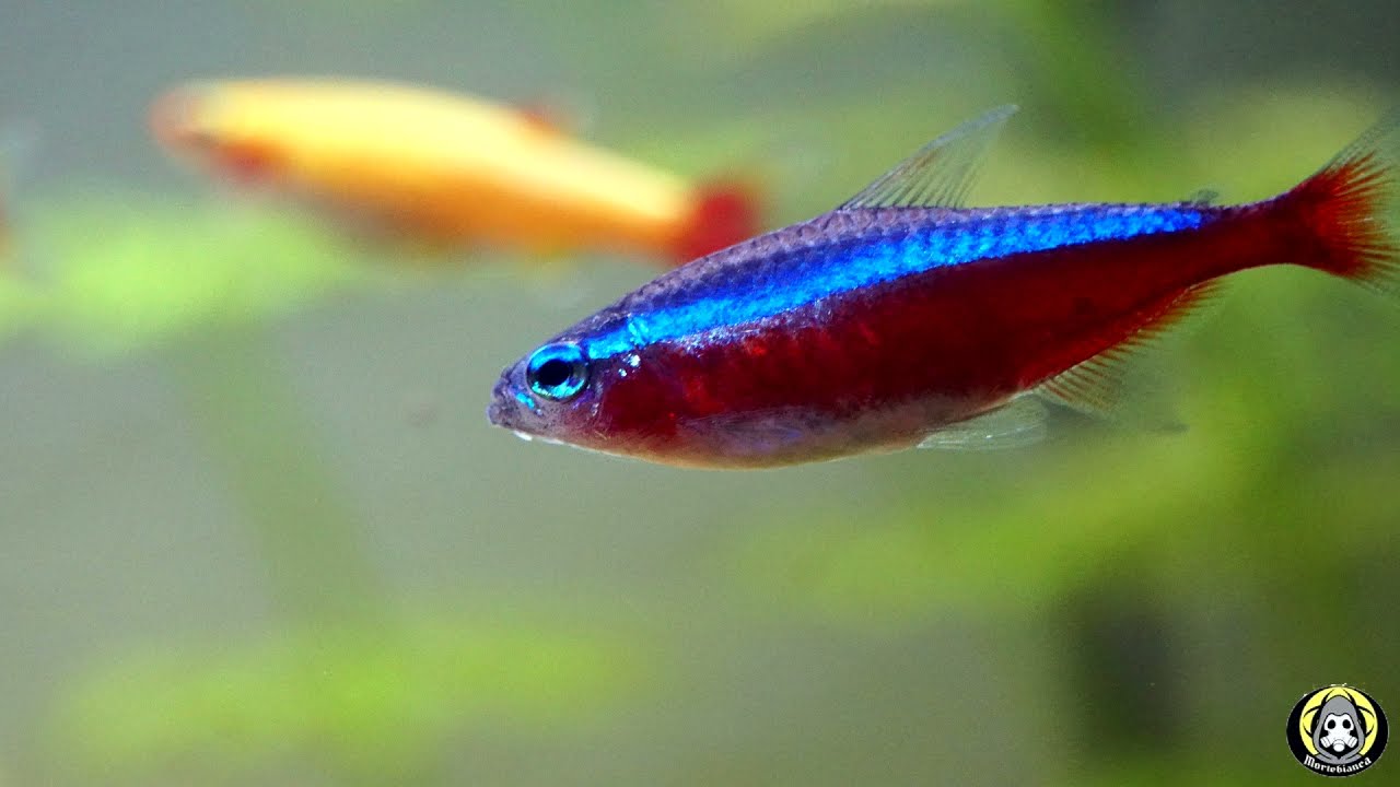 La Maledizione dell'Acquario - #Creepypasta 32