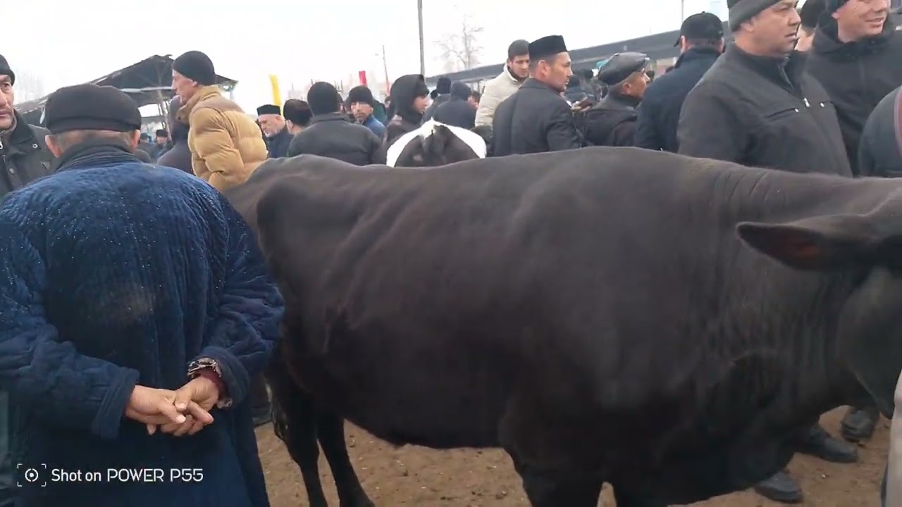 Samarqand viloyati Tayloq tumani Jumabozor mol bozori ona bola sigir narxlari 8.02.2026 