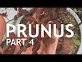 Prunus PreBonsai, Part 4