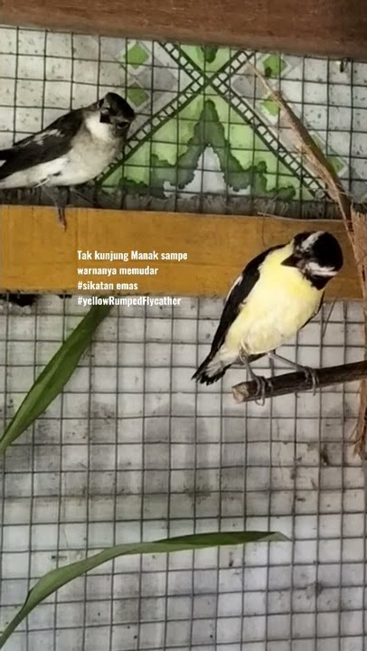 Sepasang sikatan Emas Di kantang Penangkaran