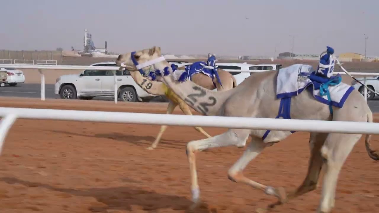 الشوط الخامس حقايق بكار(عصرية) للمالك/نايف مبارك الصيعري