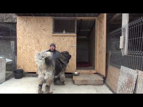 Video: De Ce Un Câine Are O Sarcină Falsă?