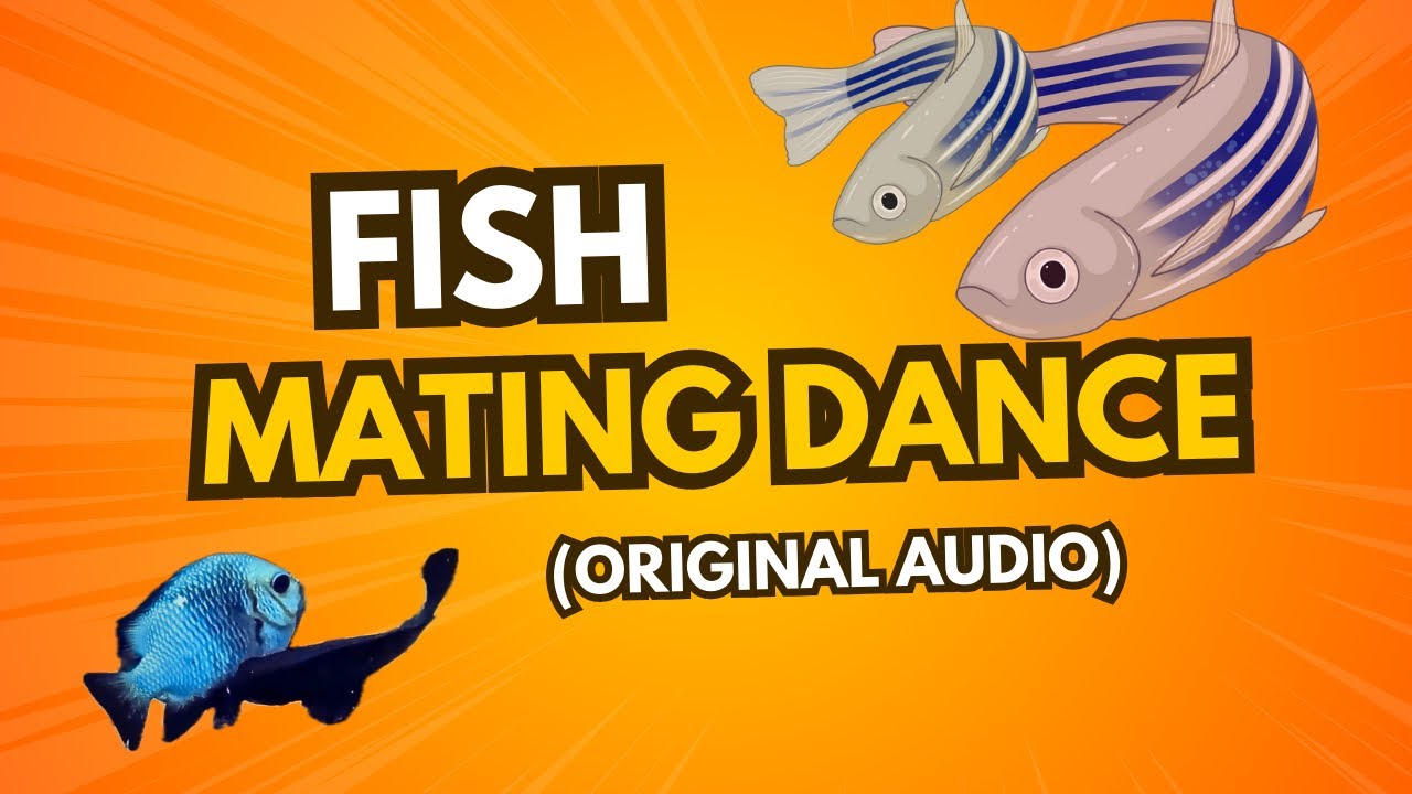 MATING FISH dance | Courtship ritual | with original audio - YouTube