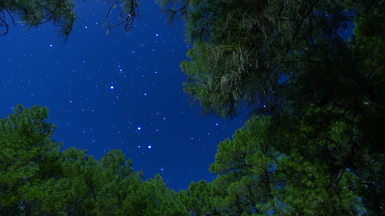 Crickets & Owl Under the Starry Night | Whispering Forest Wind for Deep Sleep & Relaxation