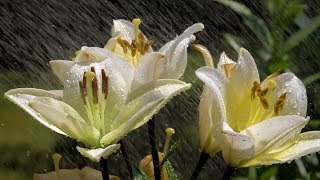 Flowers Slow Motion Relaxation Video in HD  Flowers & Water + Piano Music