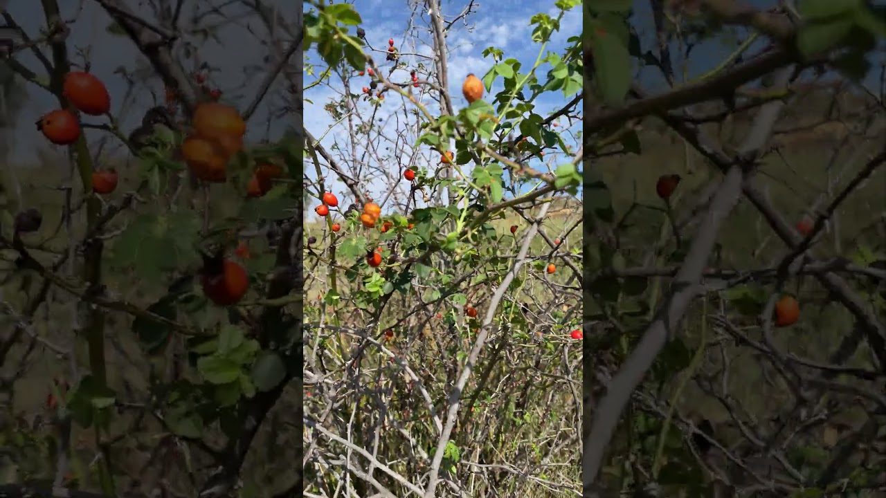 WHATS THÉ NAME OF THIS WILD PLANT IN YOUR COUNTRY?