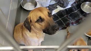 acs A675685
