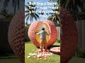 Wow so sweet #Shortsvideo #trendingshorts #viralshorts