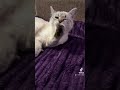 Так соромно #cat #cats #котикивидео #кот #котики #mikki #котята #kitten #kittens